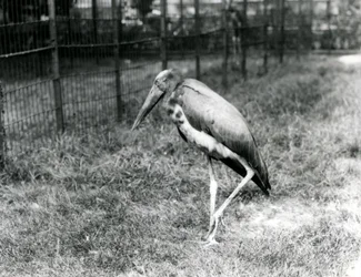 Ajudante de Javan, em pé no zoológico de Londres, em setembro de 1923 (foto bw)